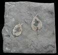 Nice Double Pleurocystites (Cystoid) Plate - Ontario #43794-4